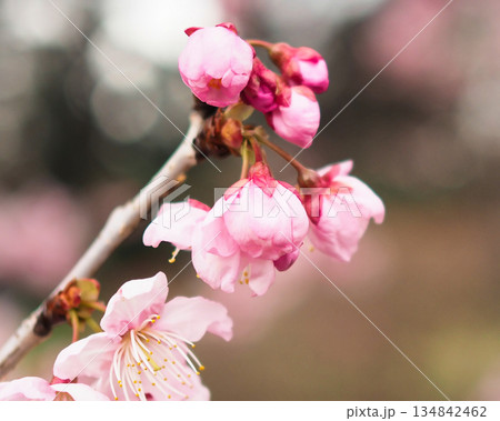 梅の花 梅の花 134842462