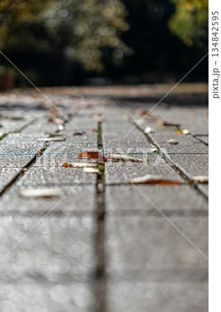 公園の道に落ちた枯れ葉 134842595