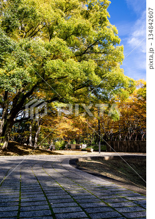 秋の紅葉が美しい公園 134842607