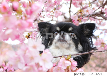 河津桜から顔を出すブラックタンのチワワ 134842718