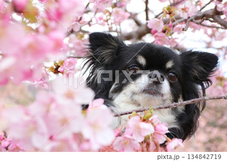 一面の河津桜とチワワの可愛い春の写真 一面の河津桜とチワワの可愛い春の写真 134842719