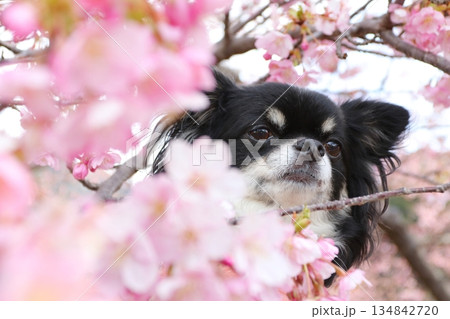 淡いピンクの河津桜に包まれたチワワ 134842720