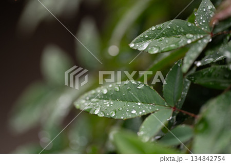 濡れた葉 134842754