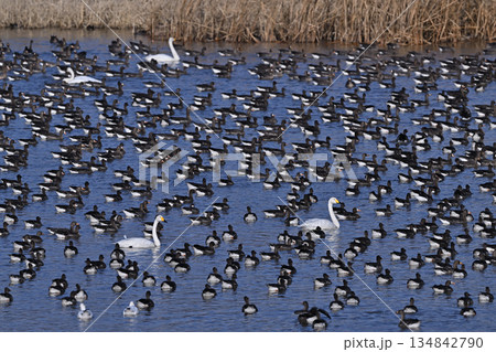 マガン㉘（北海道） 134842790
