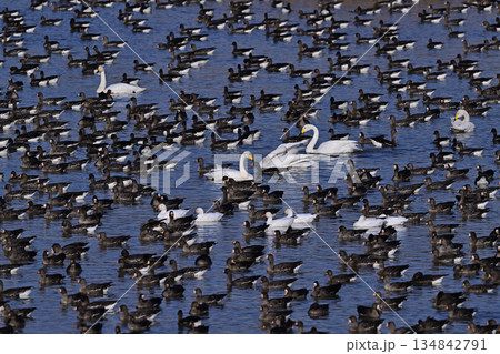 マガン㉙（北海道） 134842791
