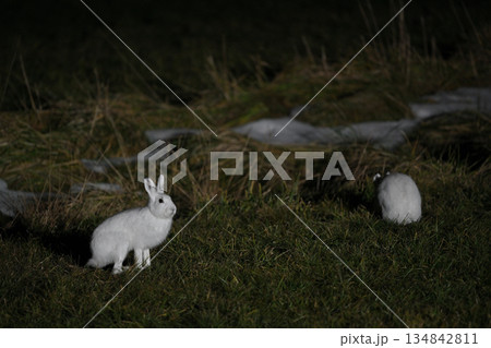 ユキウサギ218（北海道） 134842811