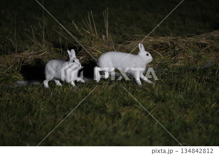 ユキウサギ219（北海道） 134842812