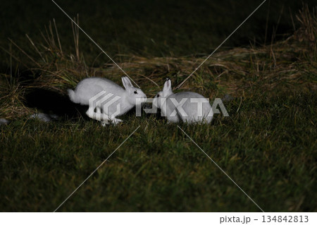 ユキウサギ220（北海道） 134842813