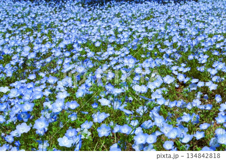 満開のネモフィラ 満開のネモフィラ 134842818