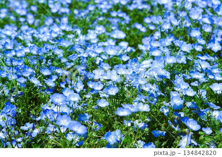 満開のネモフィラ 134842820