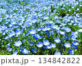 満開のネモフィラ 134842822