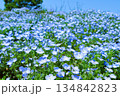 満開のネモフィラ 134842823