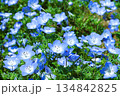 満開のネモフィラ 134842825
