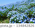 満開のネモフィラ 134842826