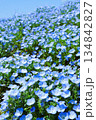 満開のネモフィラ 134842827