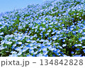 満開のネモフィラ 134842828