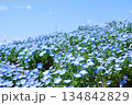 満開のネモフィラ 134842829