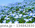 満開のネモフィラ 134842830