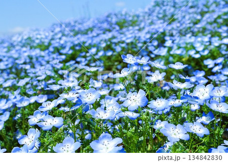満開のネモフィラ 134842830