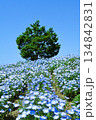 満開のネモフィラ 134842831