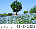 満開のネモフィラ 134842832