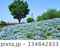 満開のネモフィラ 134842833