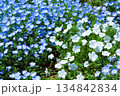 満開のネモフィラ 134842834