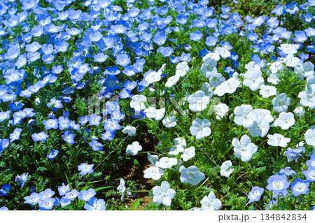 満開のネモフィラ 134842834