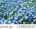 満開のネモフィラ 134842835