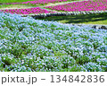 満開のネモフィラ 134842836