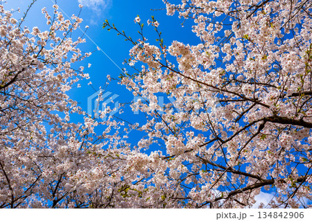 春の福岡県・西公園で見た、青空に映える満開の桜 134842906