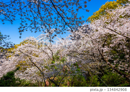春の福岡県・西公園で見た、満開の桜と青い空 春の福岡県・西公園で見た、満開の桜と青い空 134842908