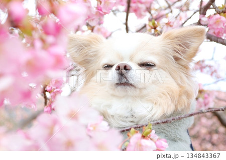 一面の河津桜に包まれたチワワの春写真 134843367