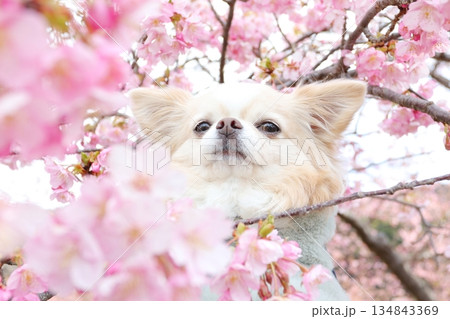 春の河津桜とチワワの癒しカット 春の河津桜とチワワの癒しカット 134843369