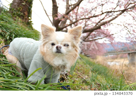 河津桜の下でお座りするチワワ 134843370