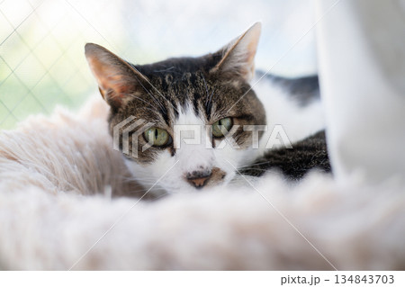 窓辺でくつろぐ可愛い猫 キジトラ猫 窓辺でくつろぐ可愛い猫 キジトラ猫 134843703