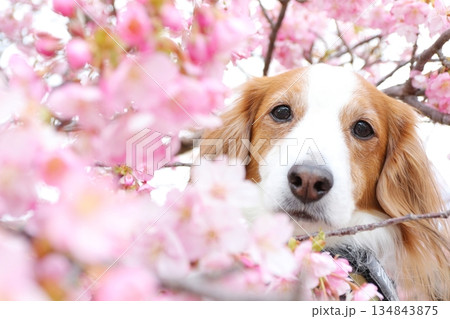 河津桜から顔を出すコーイケルホンディエ 134843875
