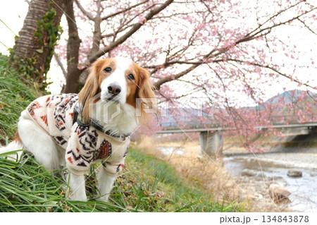 河津桜の木の下でお座りするコイケル 河津桜の木の下でお座りするコイケル 134843878