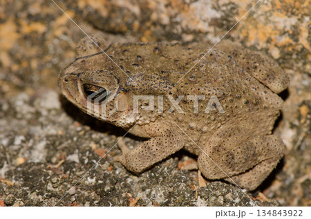 Asian common toad. 134843922