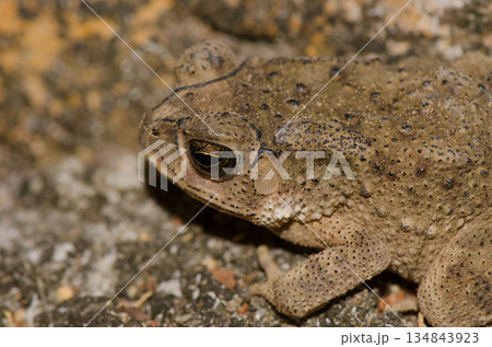 Asian common toad. 134843923