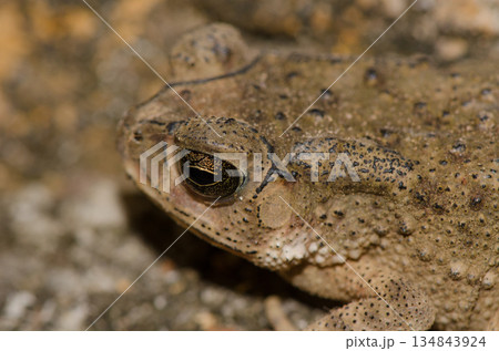 Asian common toad. Asian common toad. 134843924