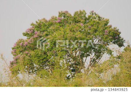 Crape myrtle in bloom. 134843925