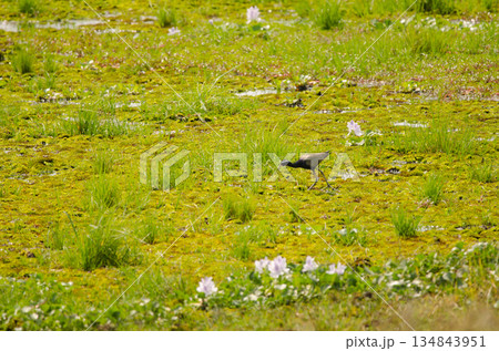 Bronze-winged jacana Metopidius indicus. Bronze-winged jacana Metopidius indicus. 134843951