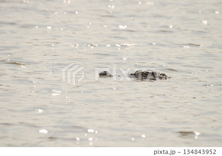 Siamese crocodile Crocodylus siamensis Siamese crocodile Crocodylus siamensis 134843952