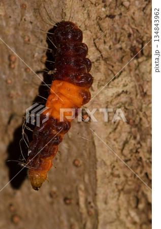 Caterpillar of a common guava blue. Caterpillar of a common guava blue. 134843962