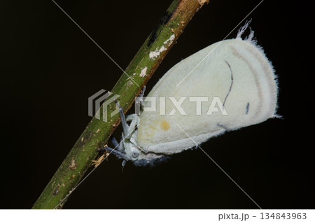 Flatid planthopper Cerynia sp. Flatid planthopper Cerynia sp. 134843963