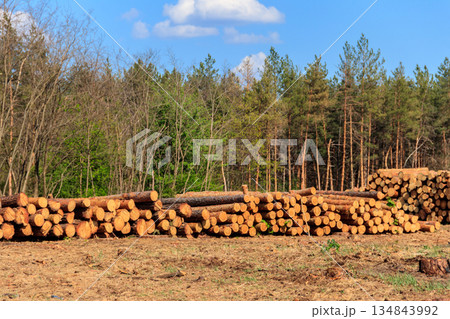 Stacked tree trunks felled by the logging timber industry in pine forest Stacked tree trunks felled by the logging timber industry in pine forest 134843992