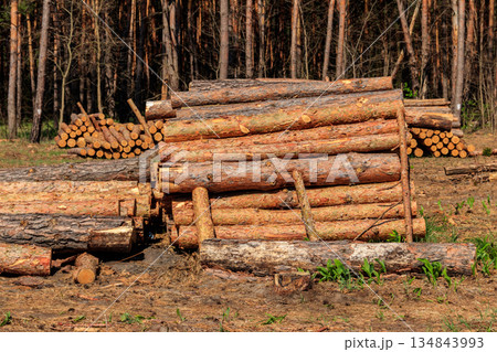 Stacked tree trunks felled by the logging timber industry in pine forest 134843993