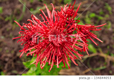 Beautiful chrysanthemum in a garden Beautiful chrysanthemum in a garden 134844053