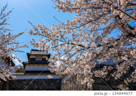 春の福岡県・舞鶴公園で見た、桜に彩られる福岡城門 春の福岡県・舞鶴公園で見た、桜に彩られる福岡城門 134844077
